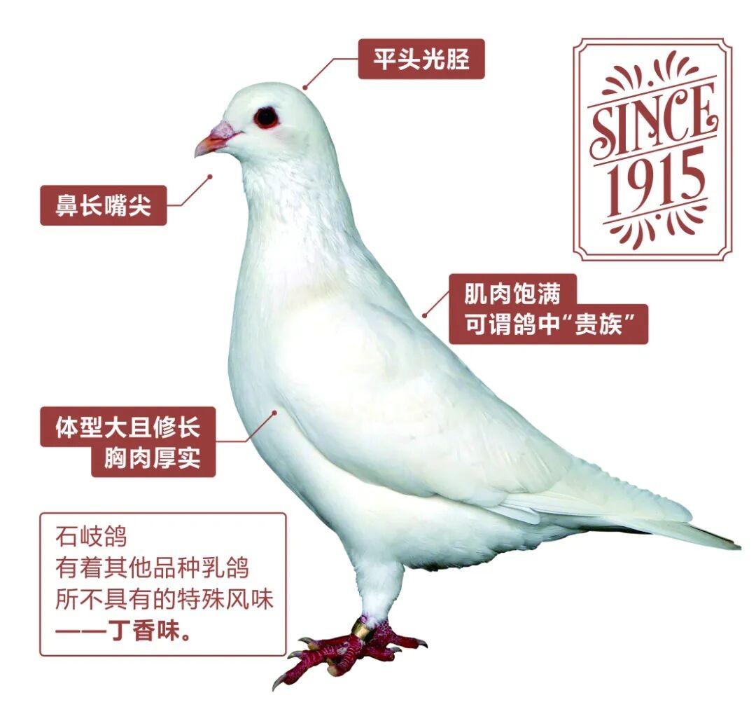 石岐鸽特征（图片来源：中山市农业农村局）.jpg
